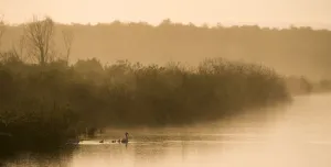 Lithuania Prints: Mute swan (Cynus cygnus) pair with cygnets in wetland habitat at dawn