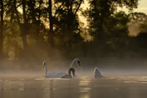 True Swan Prints: Three Mute swans (Cygnus olor) and a cygnet on water feeding on a misty morning