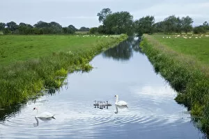 Mute swans (Cygnus olor) and cygnets on rhyne, Kings Sedgemoor, Somerset Levels