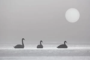 Three Mute Swans (Cygnus olor) on frozen loch in early morning mist, Cairngorms National Park