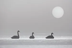 Swans Prints: Three Mute Swans (Cygnus olor) on frozen loch in early morning mist
