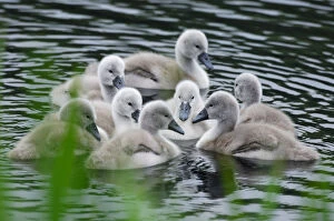 2012 Highlights Gallery: Mute swans (Cygnus olor) newly hatched cygnets on pond, Yetholm Loch Scottish Wildlife
