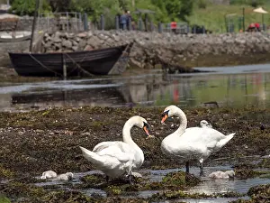 Anatidae Prints: Mute swans (Cygnus olor) pair with cygnets foraging in shallow water