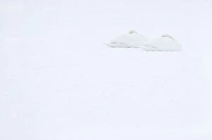 Two Mute swans (Cygnus olor) sleeping on snow, Hazerswoude, The Netherlands, February