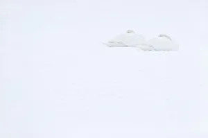 Images Dated 9th February 2012: Two Mute swans (Cygnus olor) sleeping on snow, Hazerswoude, The Netherlands, February