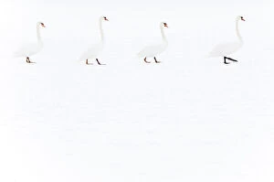 Four Mute swans (Cygnus olor) walking over snow, Hazerswoude, The Netherlands, February