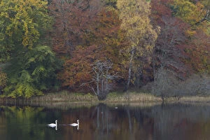 Images Dated 9th February 2012: Two Mute swans (Cygnus olor) on water with a backdrop of autumn trees, Loch Insh, Cairngorms NP