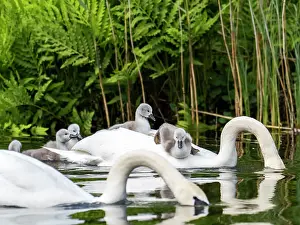 Anatidae Prints: Two Mute swans (Cygnus olor) on water feeding