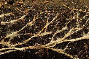 Damp Prints: Mycelium on rotten log, Italy. February