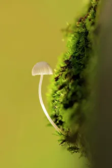 Mosses Prints: Mycena fungi (Mycena) growing from mossy log, Broxwater, Cornwall, UK. November