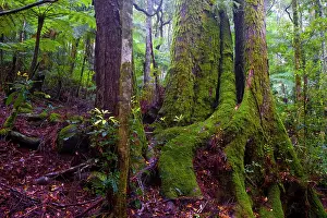 Trunk Prints: Myrtle beech tree (Nothofagus cunninghamii) covered in moss in eastern Australian temperate rainforest