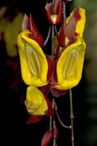 Petal Prints: Mysore clock vine (Thunbergia mysorensis) with nectar overflowing in morning