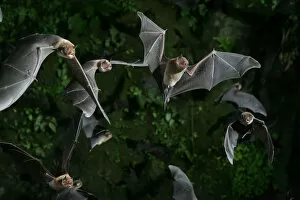 Naked-backed (moustached) bats {Pteronotus davyi} emerging at dusk, Tamana, Trinidad, West Indies