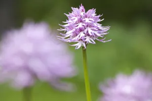 Naked man / Italian orchid (Orchis italica) in flower, Gargano NP, Gargano Peninsula
