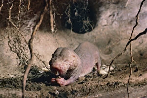 Images Dated 24th October 2018: Naked mole rat feeding {Heterocephalus glaber} Kenya, East Africa
