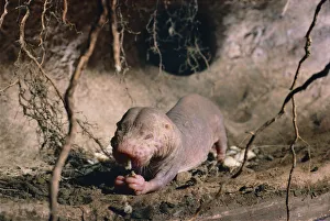 Naked mole rat feeding {Heterocephalus glaber} Kenya, East Africa