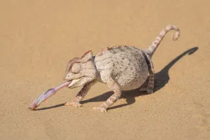 Namibia Prints: Namaqua chameleon (Chamaeleo namaquensis) catching larvae with its extended tongue