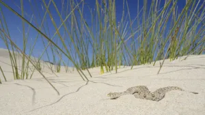 Images Dated 29th October 2019: Namaqua dwarf adder, (Bitis schneideri), Little Namaqualand, South Africa, February