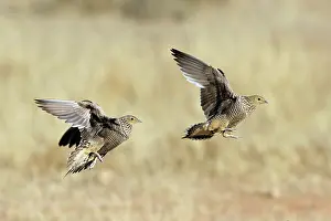 Sandgrouse Prints: Two Namaqua sandgrouse (Pterocles namaqua) females
