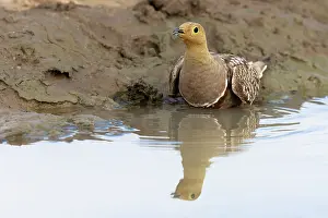 Cooling Down Prints: Namaqua sandgrouse (Pterocles namaqua) soaking belly feathers in water