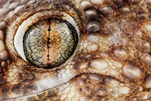 Gecko Prints: Namib sand gecko (Pachydactylus rangei) close-up of eye, Swakopmund, Erongo, Namibia