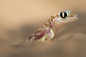 Namib sand gecko (Pachydactylus rangei) portrait, Swakopmund, Erongo, Namibia