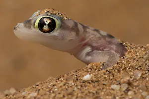 Namib sand gecko (Pachydactylus rangei) in sand, Swakopmund, Erongo, Namibia Namib sand gecko (Pachydactylus rangei) in sand, Swakopmund, Erongo, Namibia