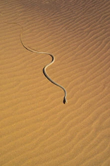 Namib sand snake (Psammophis namibensis) in sand dunes, Swakopmund, Erongo Region, Namibia