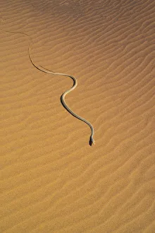 Namibia Prints: Namib sand snake (Psammophis namibensis) in sand dunes, Swakopmund, Erongo Region, Namibia