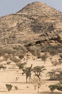2020 April Highlights Gallery: Namibian giraffe, (Giraffa camelopardalis angolensis), Erongo Mountain Conservancy