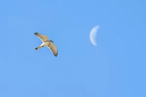 Nankeen kestrel (Falco cenchroides) hovering and looking down, with cresent moon in background, Victoria, Australia