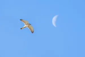 Falcon Prints: Nankeen kestrel (Falco cenchroides) hovering and looking down