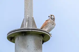 Speckled Prints: Nankeen kestrel (Falco cenchroides) perched on a metal pole