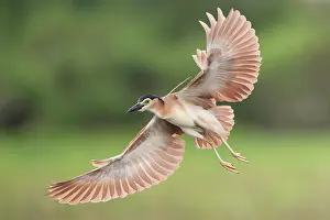 Nycticorax Prints: Nankeen night heron (Nycticorax caledonicus) in flight