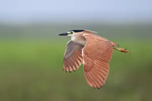 Nycticorax Prints: Nankeen night heron (Nycticorax caledonicus) in flight