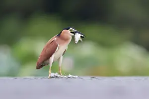 Megalopidae Prints: Nankeen night heron (Nycticorax caledonicus) with Tarpon (Megalops cyprinoides) prey in beak