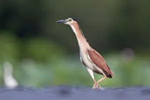 Nycticorax Prints: Nankeen night heron (Nycticorax caledonicus) wading in shallow water