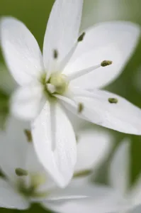 Images Dated 1st April 2009: Naples garlic (Allium neapolitanum) flower, Akamas peninsula, Cyprus, May 2009