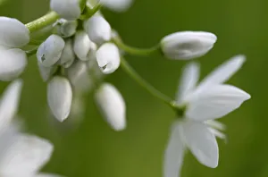 Images Dated 1st April 2009: Naples garlic (Allium neapolitanum) flower buds, Akamas peninsula, Cyprus, May 2009