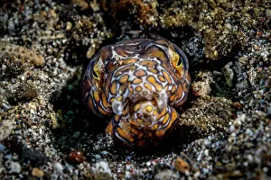 Spotted Prints: Napoleon snake eel (Ophichthus bonaparti) emerging from sand