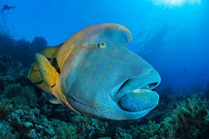 September 2022 Highlights Collection: Napoleon wrasse (Cheilinus undulatus) swimming over a coral reef, Ras Mohammed National Park