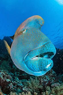 Acanthopteri Gallery: Napoleon wrasse (Cheilinus undulatus) on a coral reef. Ras Mohammed National Park, Sinai