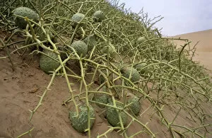Nature's Last Paradises Gallery: Nara melon fruit {Acanthosicyos horridus} on sand dunes, Namibia