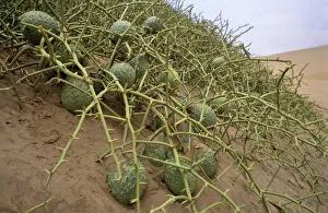 Nara melon fruit {Acanthosicyos horridus} on sand dunes, Namibia Nara melon fruit {Acanthosicyos horridus} on sand dunes, Namibia