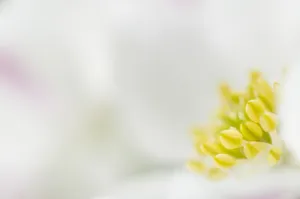 Liechtenstein Prints: Narcissus-flowered anemone (Anemone narcissiflora) close-up of flower, Liechtenstein