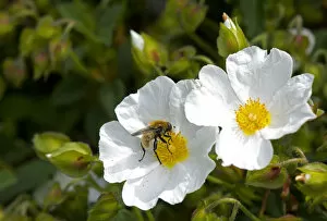 Narcissus fly (Merodon equestris) male nectaring on Rock rose (Cistus x hybridus) in garden