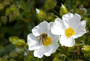 Syrphidae Prints: Narcissus fly (Merodon equestris) male nectaring on Rock rose (Cistus x hybridus) in garden