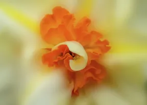 Down Prints: Narcissus Le Torch / Double daffodil (Narcissus sp)