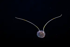 Black Background Prints: Narcomedusa (Solmundella bitentaculata) portrait