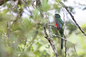 Trogoniformes Prints: Narina trogon (Apaloderma narina) perched in tree